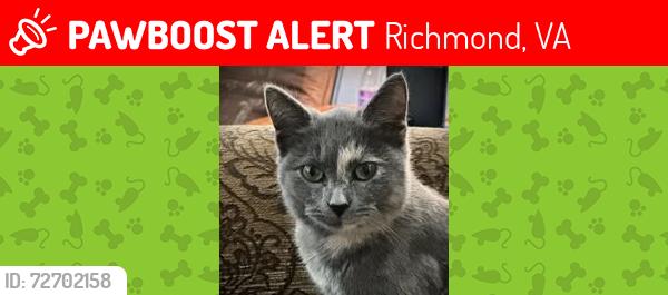 Lost Female Cat last seen Near Dundas Rd, Richmond, VA 23237