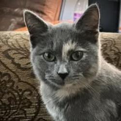 Lost Female Cat last seen Near Dundas Rd, Richmond, VA 23237