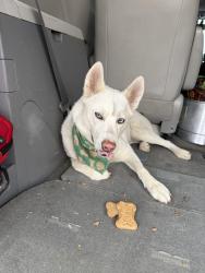 Found/Stray Female Dog last seen LAMBERT, Whittier, CA 90605