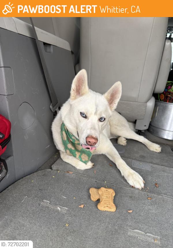 Found/Stray Female Dog last seen LAMBERT, Whittier, CA 90605