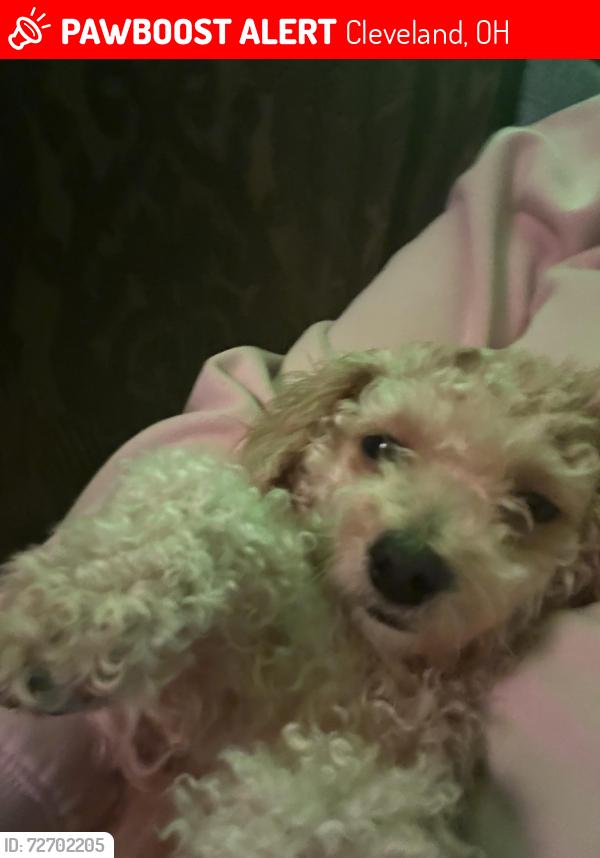 Lost Female Dog last seen Mapledale, pearl rd , Cleveland, OH 44109