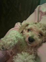 Lost Female Dog last seen Mapledale, pearl rd , Cleveland, OH 44109