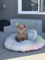 Lost Female Dog last seen Jefferson and Summit, Kansas City, MO 64155