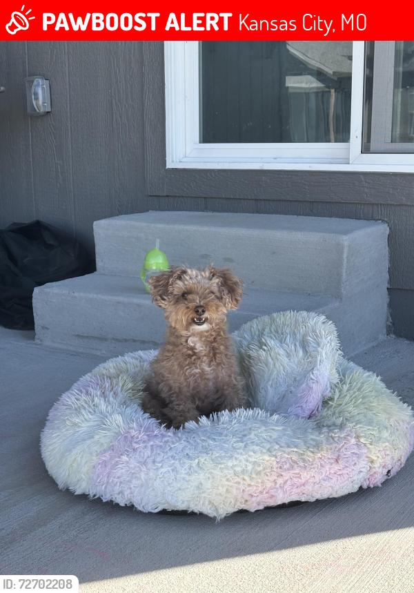 Lost Female Dog last seen Jefferson and Summit, Kansas City, MO 64155