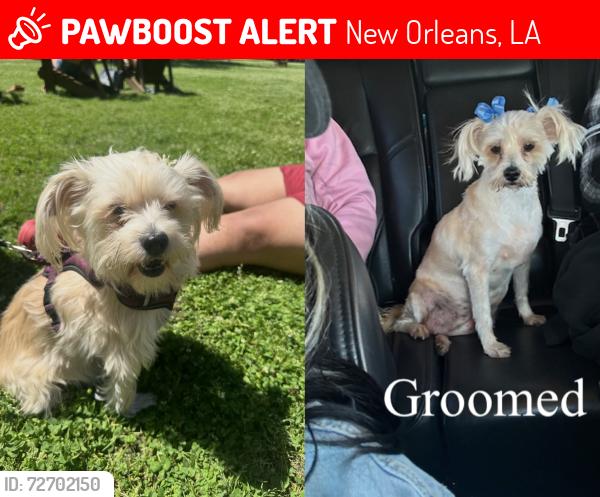 Lost Female Dog last seen Broadway st and Cohn st, Uptown New Orleans, New Orleans, LA 70118