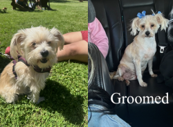 Lost Female Dog last seen Broadway st and Cohn st, Uptown New Orleans, New Orleans, LA 70118