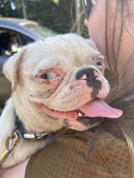 Found/Stray Female Dog last seen McGregor & Donna drive, McGregor, FL 33919
