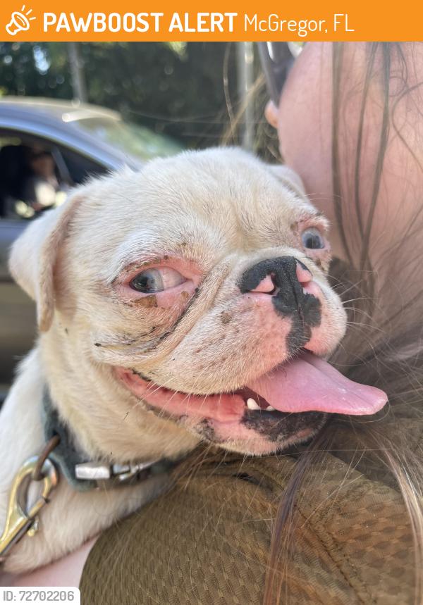 Found/Stray Female Dog last seen McGregor & Donna drive, McGregor, FL 33919