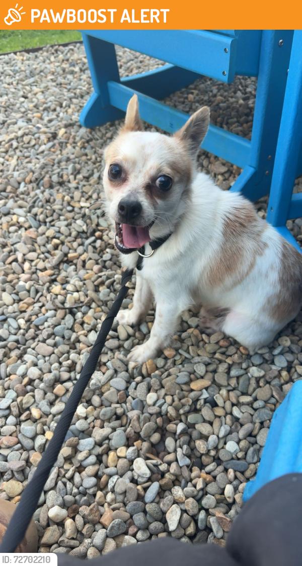 Found/Stray Male Dog last seen Maney Branch Rd and Painted Fork off blue ridge parkway , Buncombe County, NC 28787