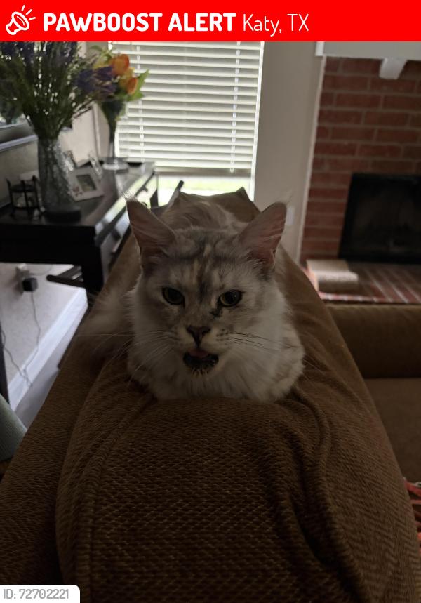 Lost Female Cat last seen Near Houghton , Katy, TX 77450