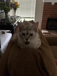Lost Female Cat last seen Near Houghton , Katy, TX 77450