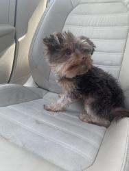 Found/Stray Male Dog last seen Near leland town hall, Leland, NC 28451