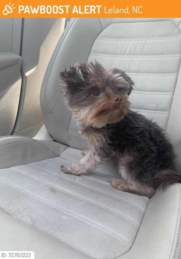 Found/Stray Male Dog last seen Near leland town hall, Leland, NC 28451