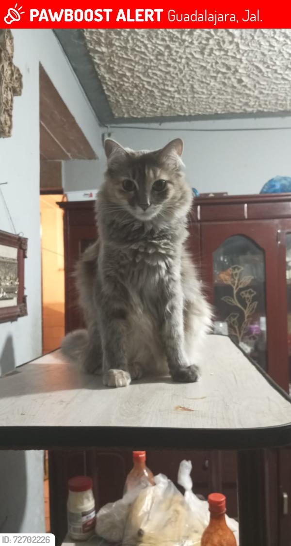 Lost Female Cat last seen Calzada independencia y sabiduría , Guadalajara, Jal. 