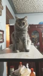 Lost Female Cat last seen Calzada independencia y sabiduría , Guadalajara, Jal. 