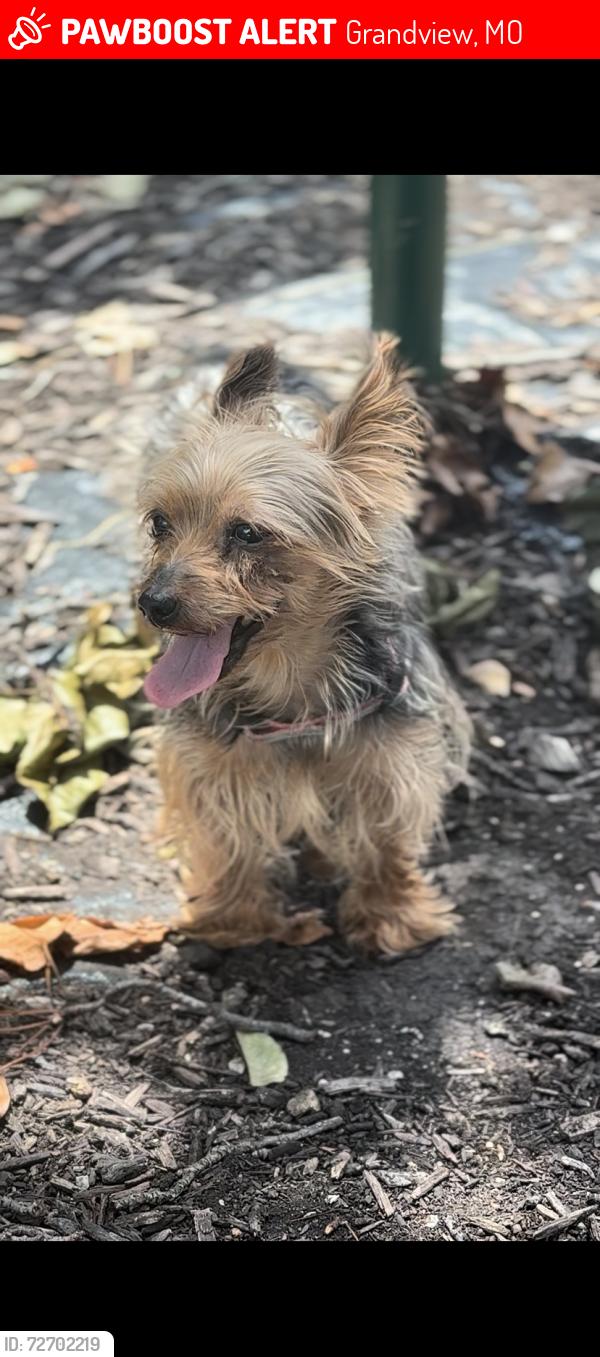 Lost Female Dog last seen Grandview rd, Grandview, MO 64030
