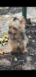 Lost Female Dog last seen Grandview rd, Grandview, MO 64030