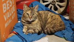 Found/Stray Female Cat last seen The  Depot in Beaumont Plaza Shopping Center, Beaumont, CA 92223