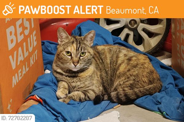 Found/Stray Female Cat last seen The  Depot in Beaumont Plaza Shopping Center, Beaumont, CA 92223