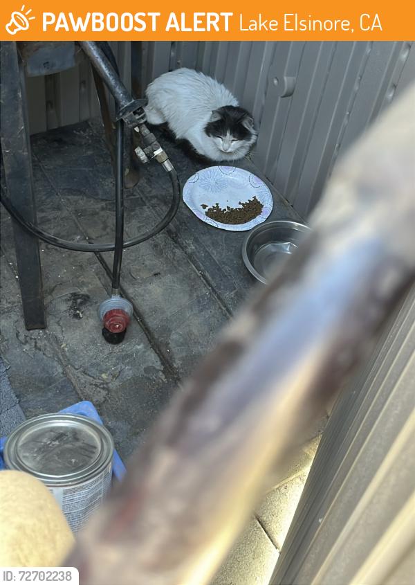 Found/Stray Unknown Cat last seen Across a school, Lake Elsinore, CA 92532