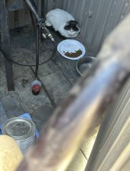 Found/Stray Unknown Cat last seen Across a school, Lake Elsinore, CA 92532
