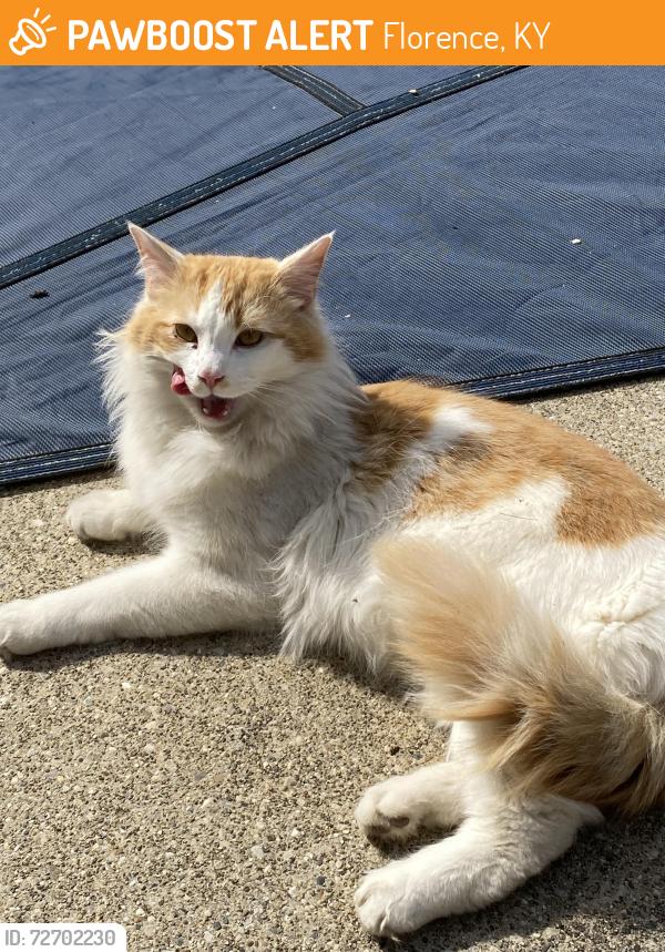 Found/Stray Unknown Cat last seen Centennial McDonalds, Florence, KY 41042