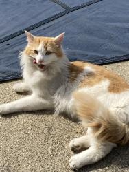 Found/Stray Unknown Cat last seen Centennial McDonalds, Florence, KY 41042