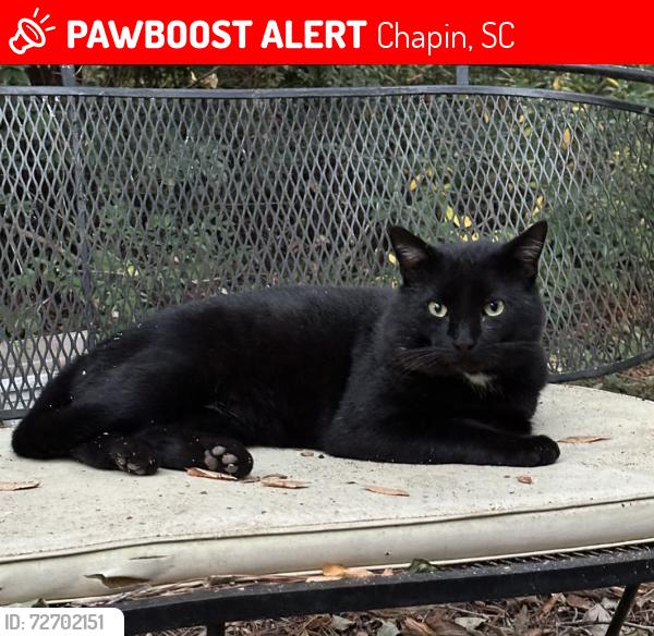 Lost Male Cat last seen Scott’s Hill Road and Hiller Road, Chapin SC 29036, Chapin, SC 29036