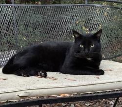 Lost Male Cat last seen Scott’s Hill Road and Hiller Road, Chapin SC 29036, Chapin, SC 29036