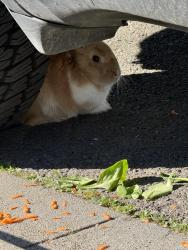 Found/Stray Unknown Rabbit last seen Redbud lane , Hayward, CA 94541