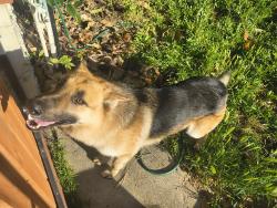 Found/Stray Male Dog last seen Verde Dr and E Alto Drive, San Bernardino, CA 92404