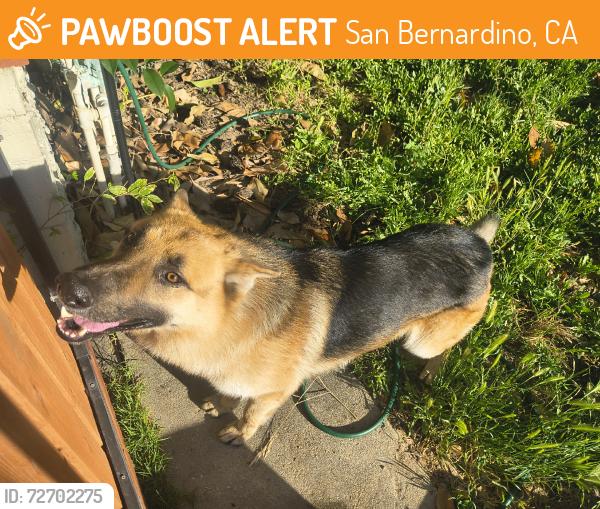 Found/Stray Male Dog last seen Verde Dr and E Alto Drive, San Bernardino, CA 92404