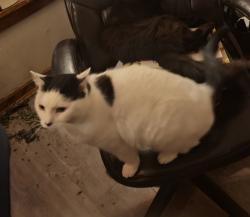Lost Male Cat last seen W210th and Lorain Rd, Fairview Park, OH 44126