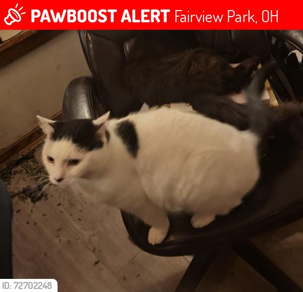 Lost Male Cat last seen W210th and Lorain Rd, Fairview Park, OH 44126