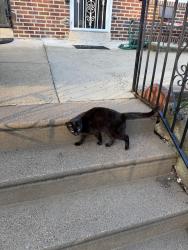 Found/Stray Female Cat last seen 800-900tergood , Philadelphia, PA 19124