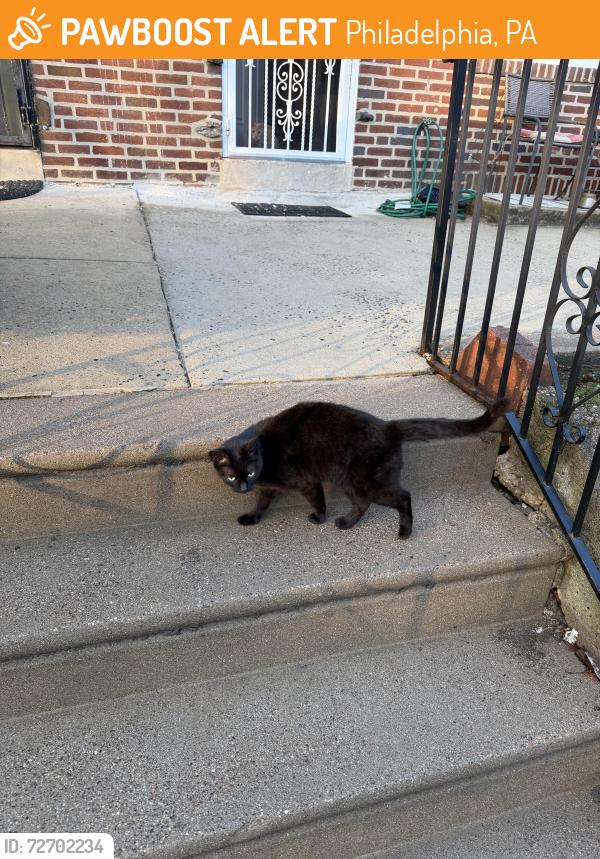 Found/Stray Female Cat last seen 800-900tergood , Philadelphia, PA 19124