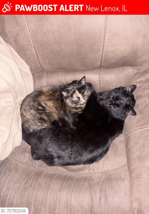 Lost Male Cat last seen Grandview lane, New Lenox, IL 60451