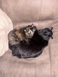 Lost Male Cat last seen Grandview lane, New Lenox, IL 60451