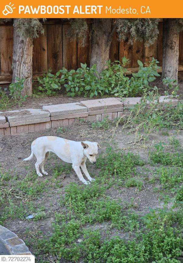 Found/Stray Unknown Dog last seen Roselle and Merle Ave. Modesto , Modesto, CA 95355