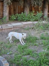 Found/Stray Unknown Dog last seen Roselle and Merle Ave. Modesto , Modesto, CA 95355