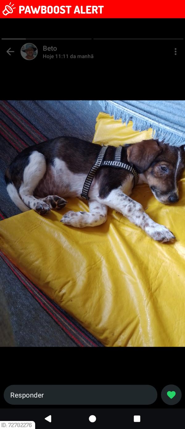 Lost Male Dog last seen Na Av pirelli cm Emílio Bosco , próximo ao depósito de gás , Jardim São Gerônimo (Nova Veneza), SP 13179-131