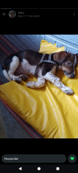 Lost Male Dog last seen Na Av pirelli cm Emílio Bosco , próximo ao depósito de gás , Jardim São Gerônimo (Nova Veneza), SP 13179-131