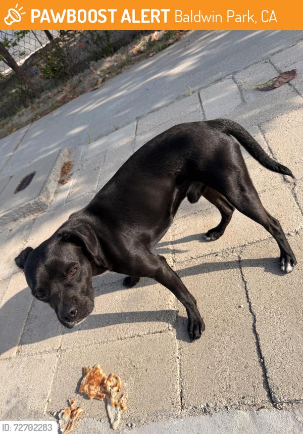 Found/Stray Male Dog last seen Blenheim, Baldwin Park, CA 91706