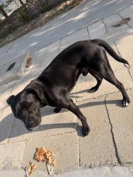 Found/Stray Male Dog last seen Blenheim, Baldwin Park, CA 91706