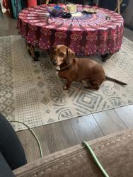 Found/Stray Male Dog last seen Violet and Biscayne , South Daytona, FL 32119