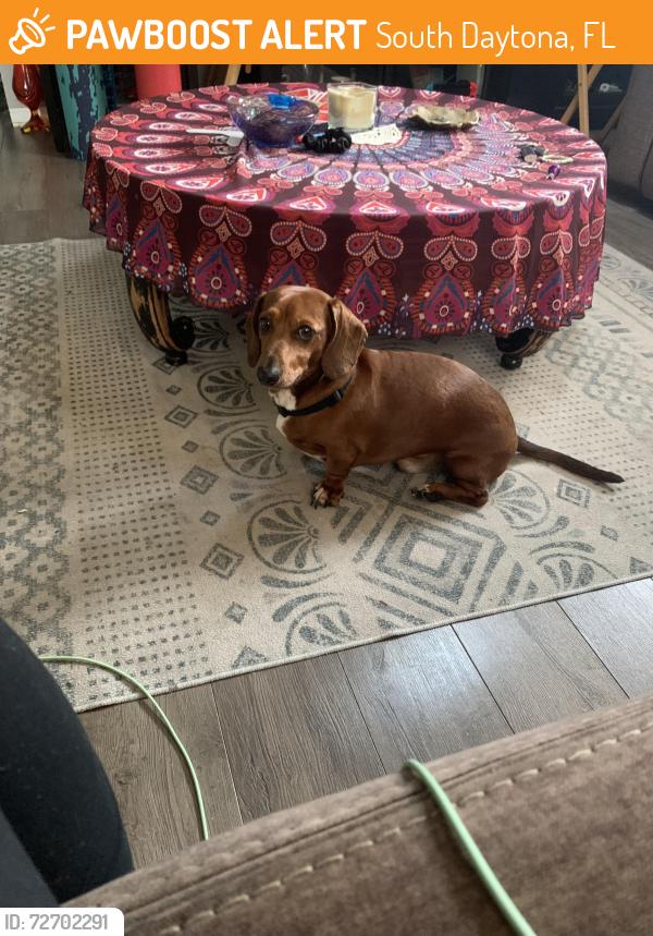 Found/Stray Male Dog last seen Violet and Biscayne , South Daytona, FL 32119