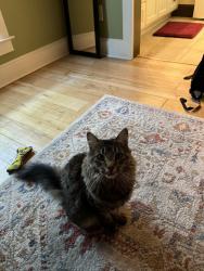 Lost Female Cat last seen W University Ave and River Chase, Georgetown, TX 78628