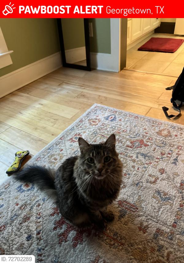Lost Female Cat last seen W University Ave and River Chase, Georgetown, TX 78628