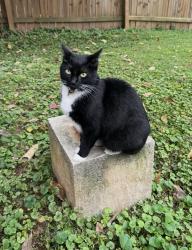 Lost Female Cat last seen Semmes between Connally & Norman Berry, East Point, GA 30344