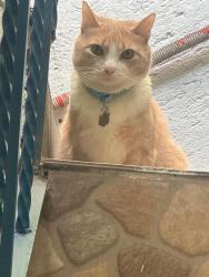 Lost Male Cat last seen Avenida anacahuita y calle Jocoque , Ciudad de México, CDMX 04369